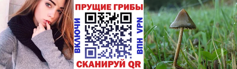 кракен как войти Чебаркуль Псилоцибиновые грибы прущие грибы